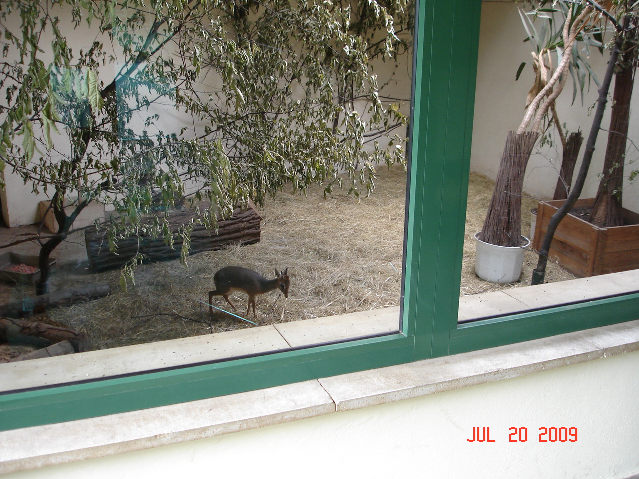 Dik Dik inside exhibit