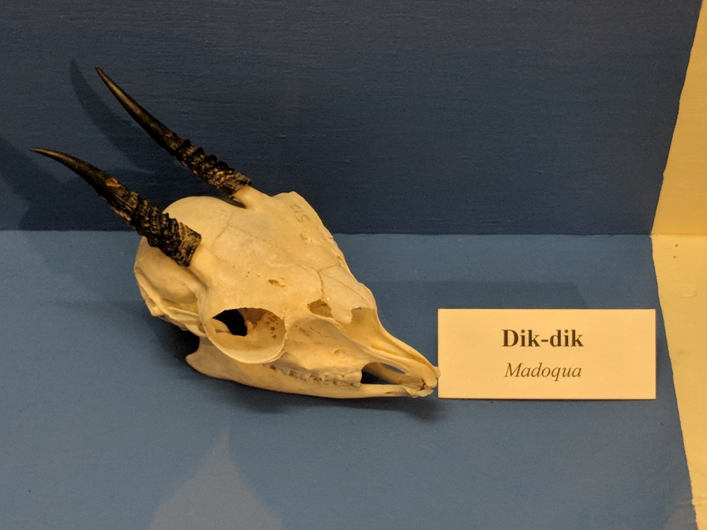 Dik-dik (Madoqua sp.) skull