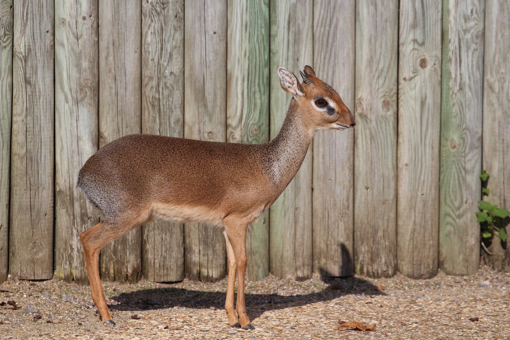 Dik-dik, Marwell, October 2019