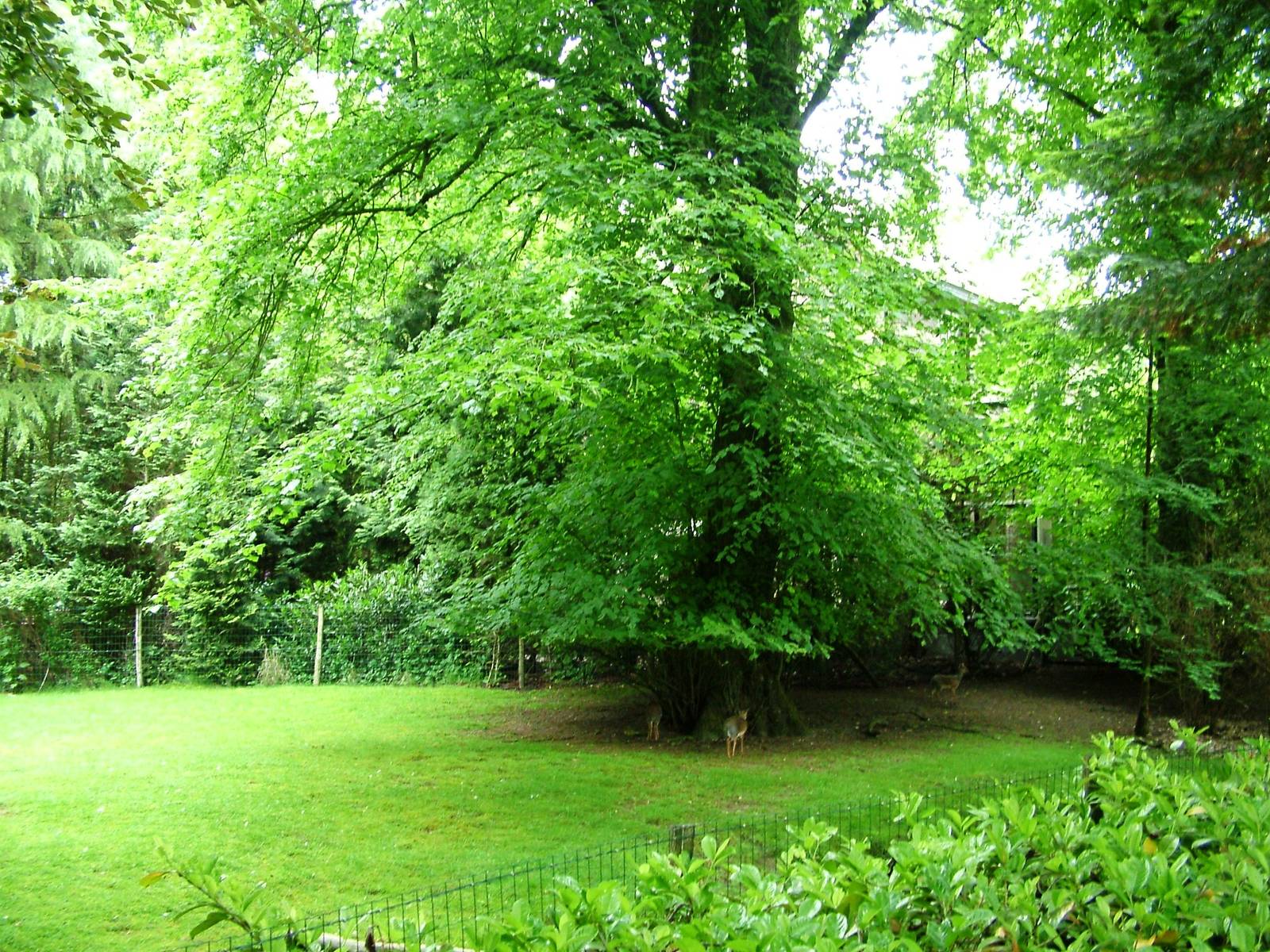 Dik-Dik Paddock at Wissel Zoo, Epe, 01/06/12