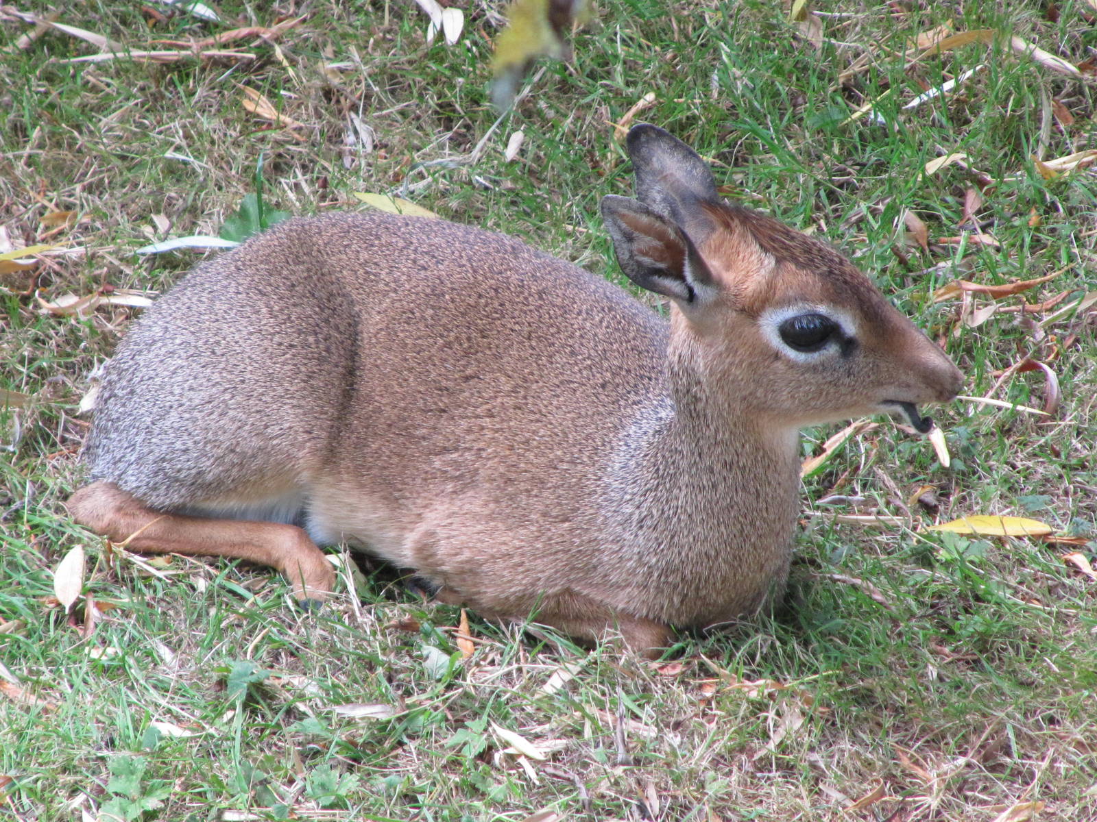 Dik-Dik resting on 06/08/2016
