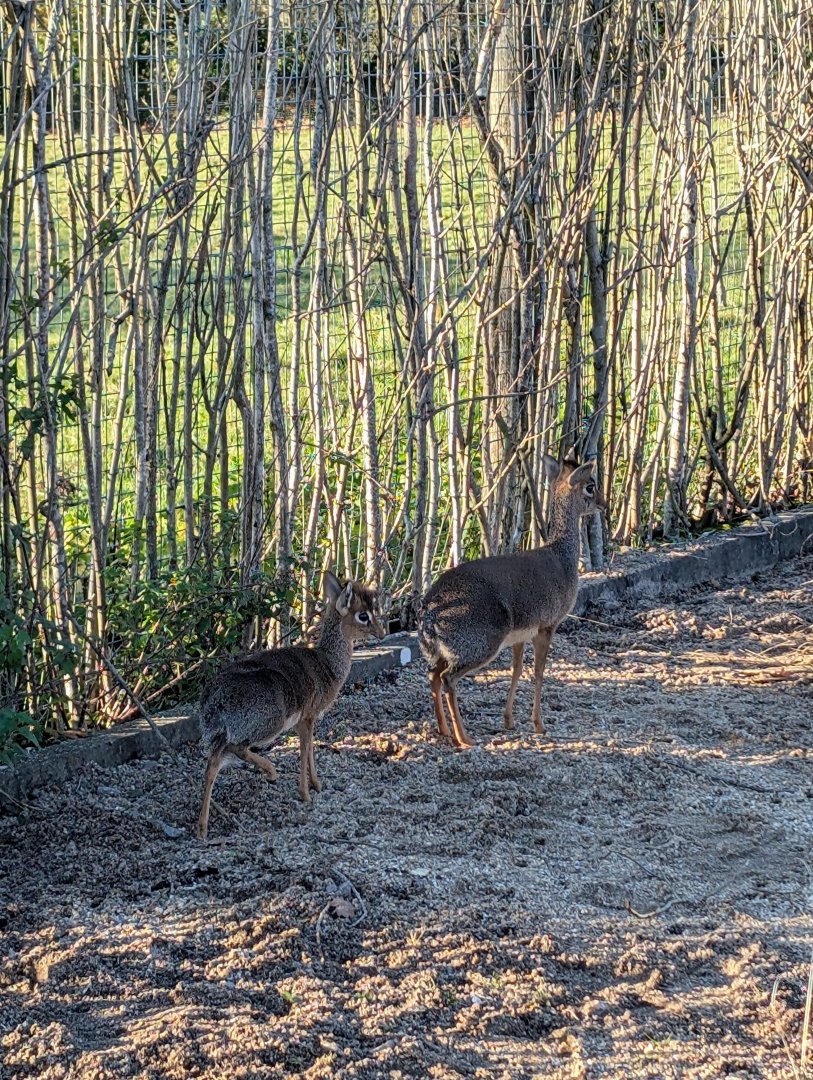 Dik-dik Young and Mother