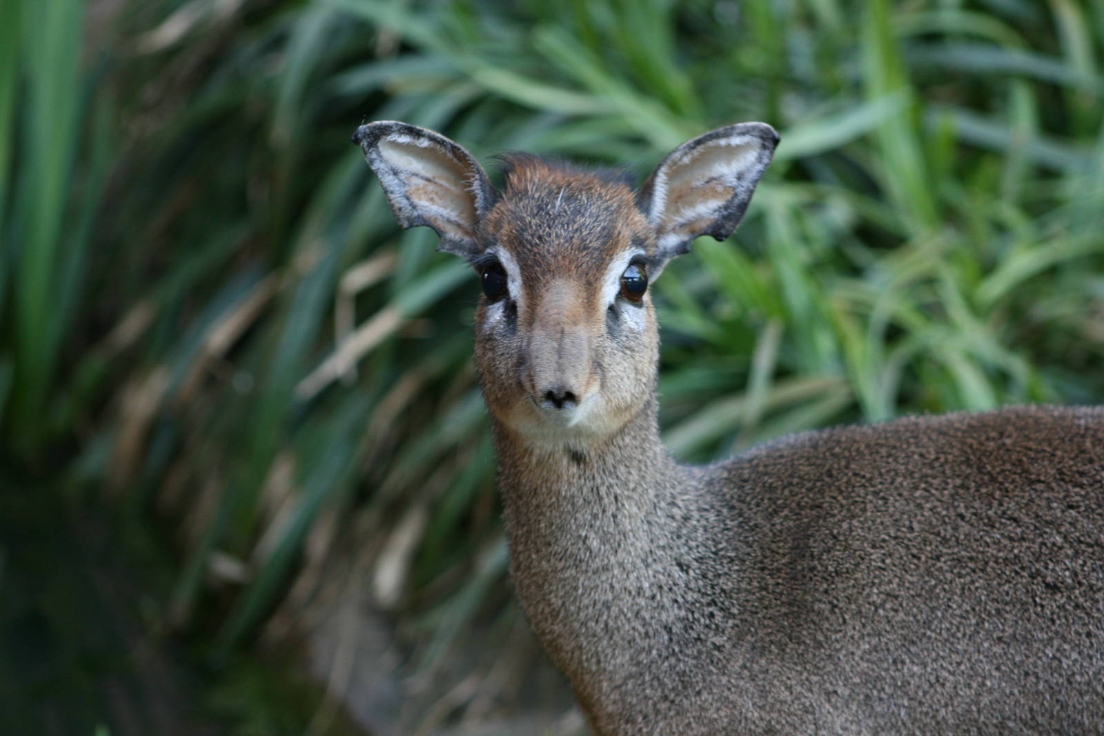 Dik Dik
