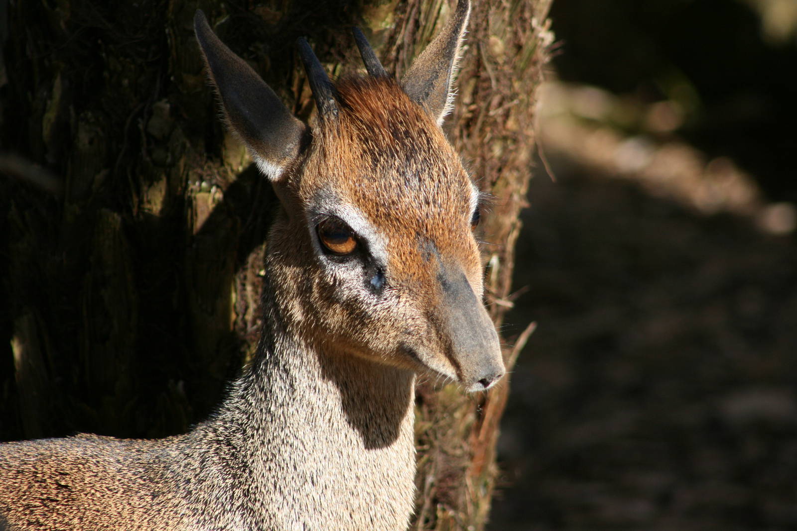 Dik Dik