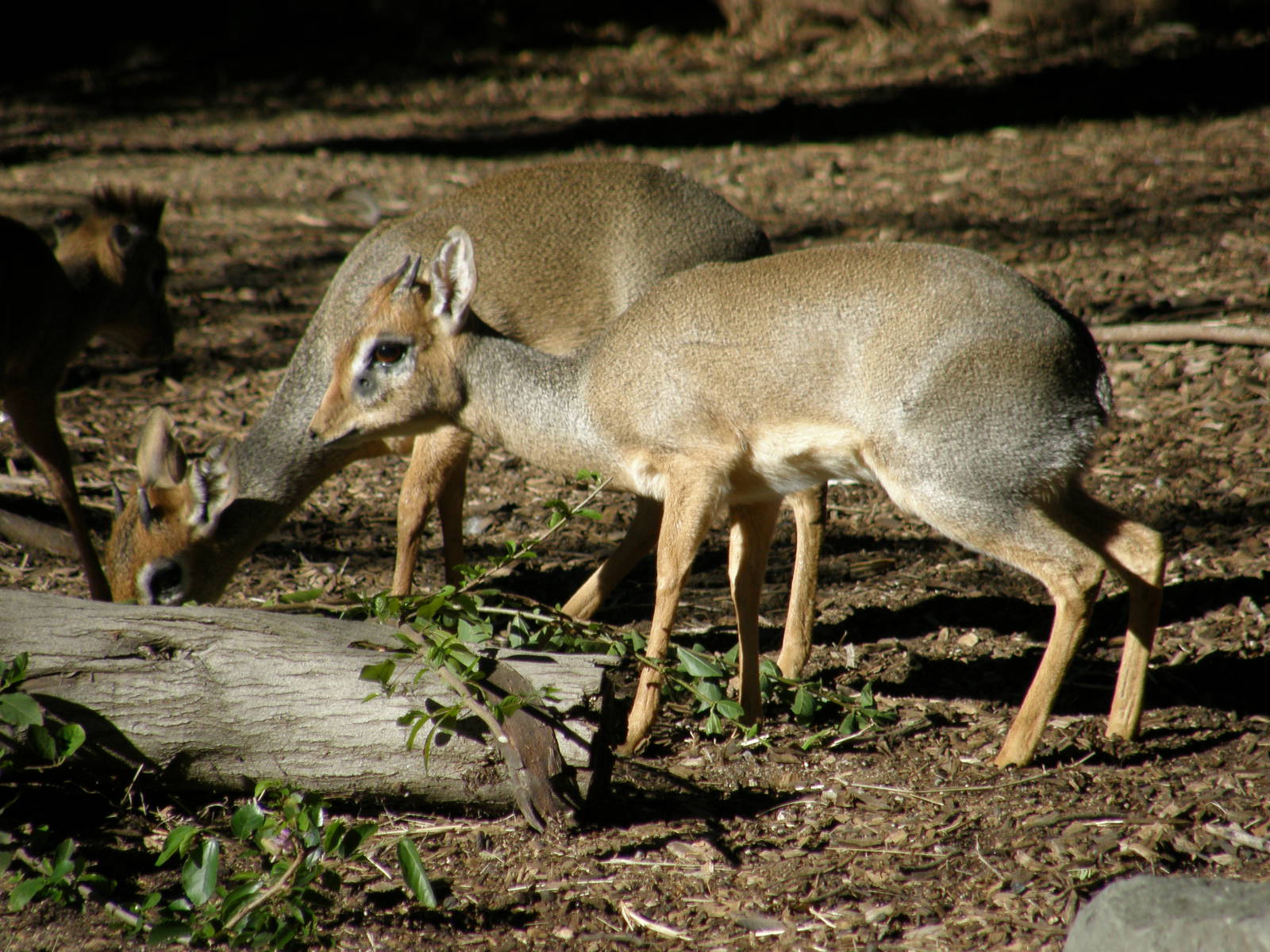 dik dik