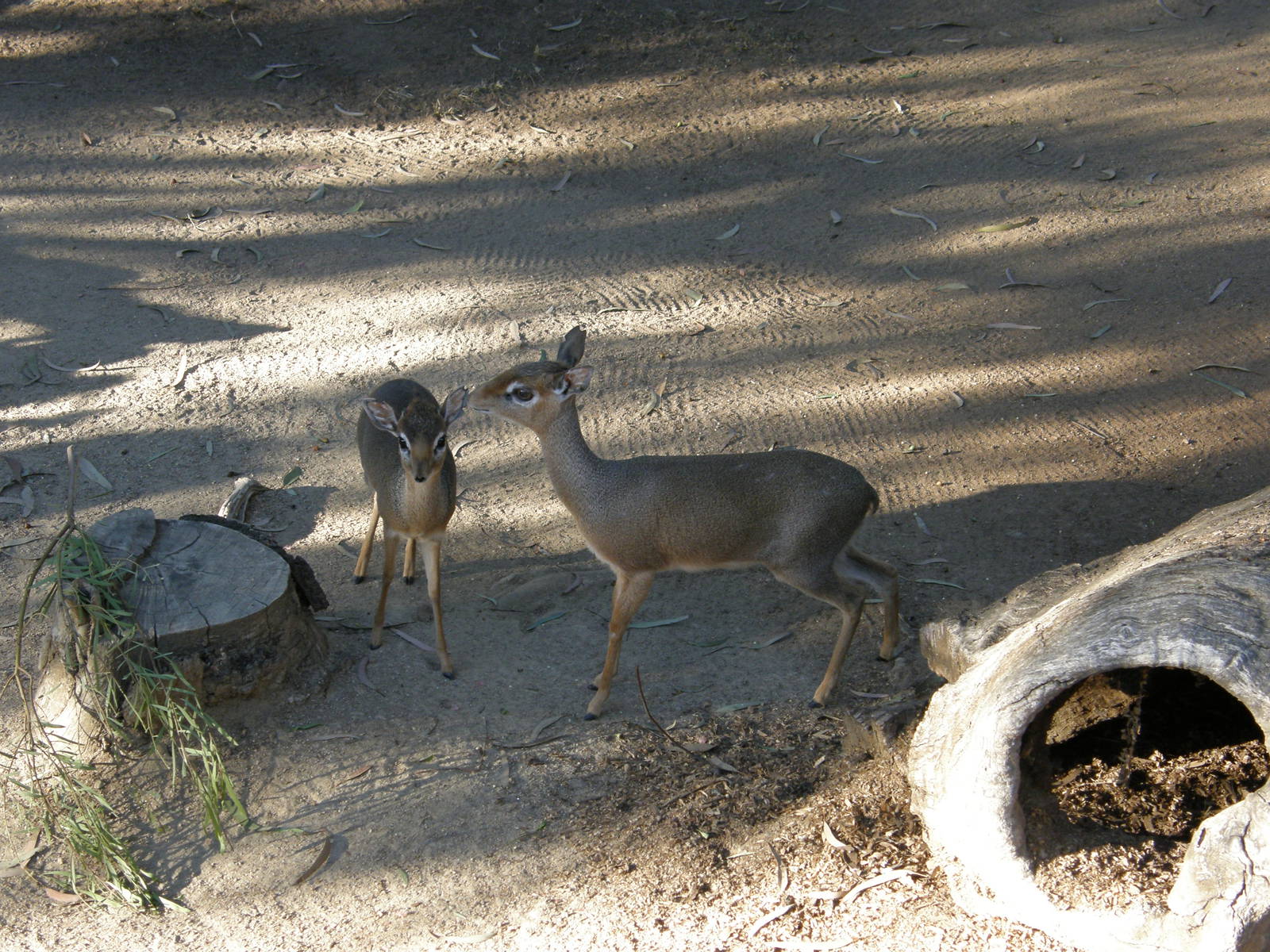 dik dik