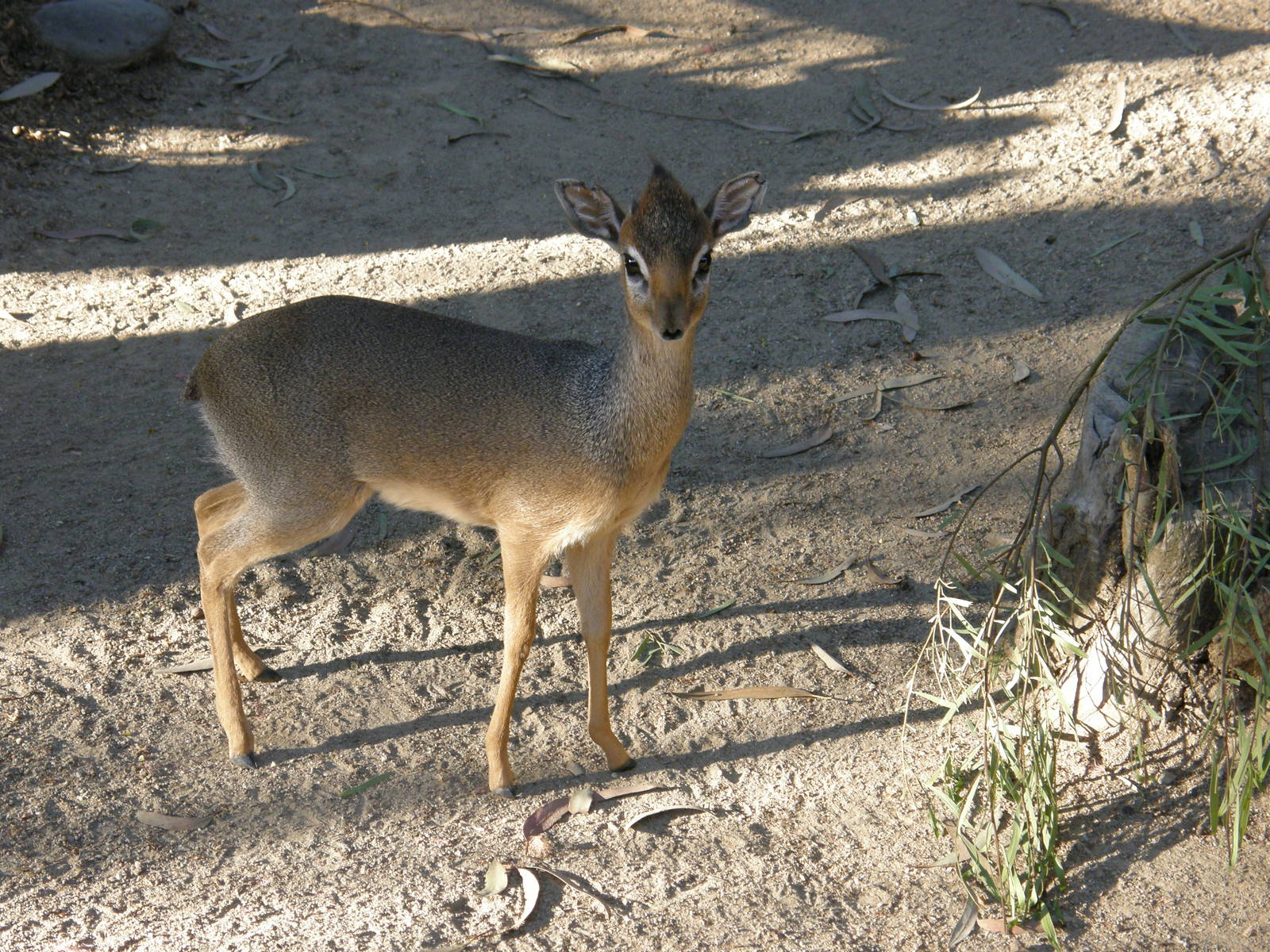 dik dik