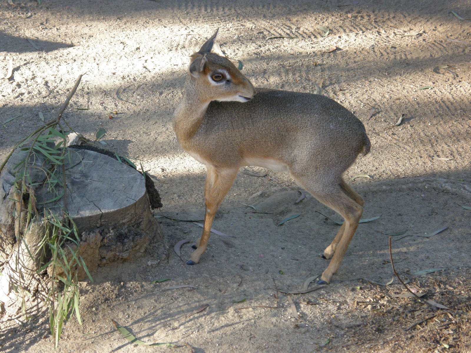 dik dik