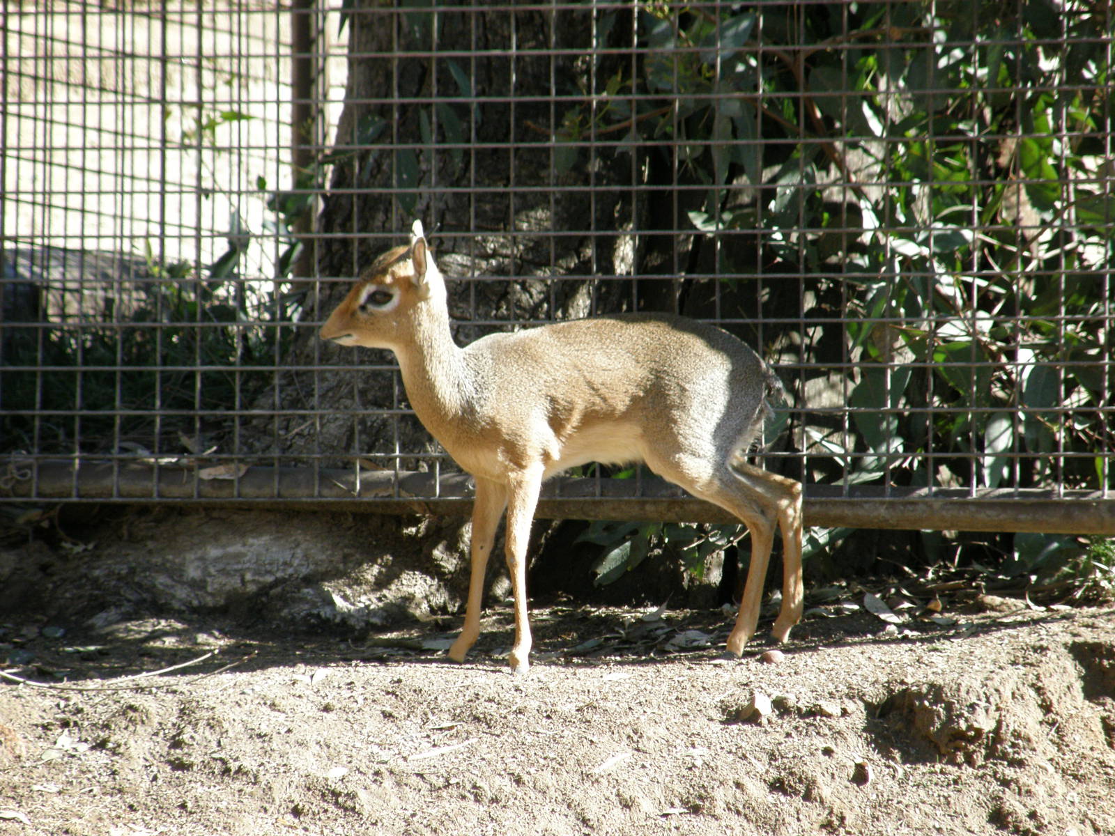 dik dik