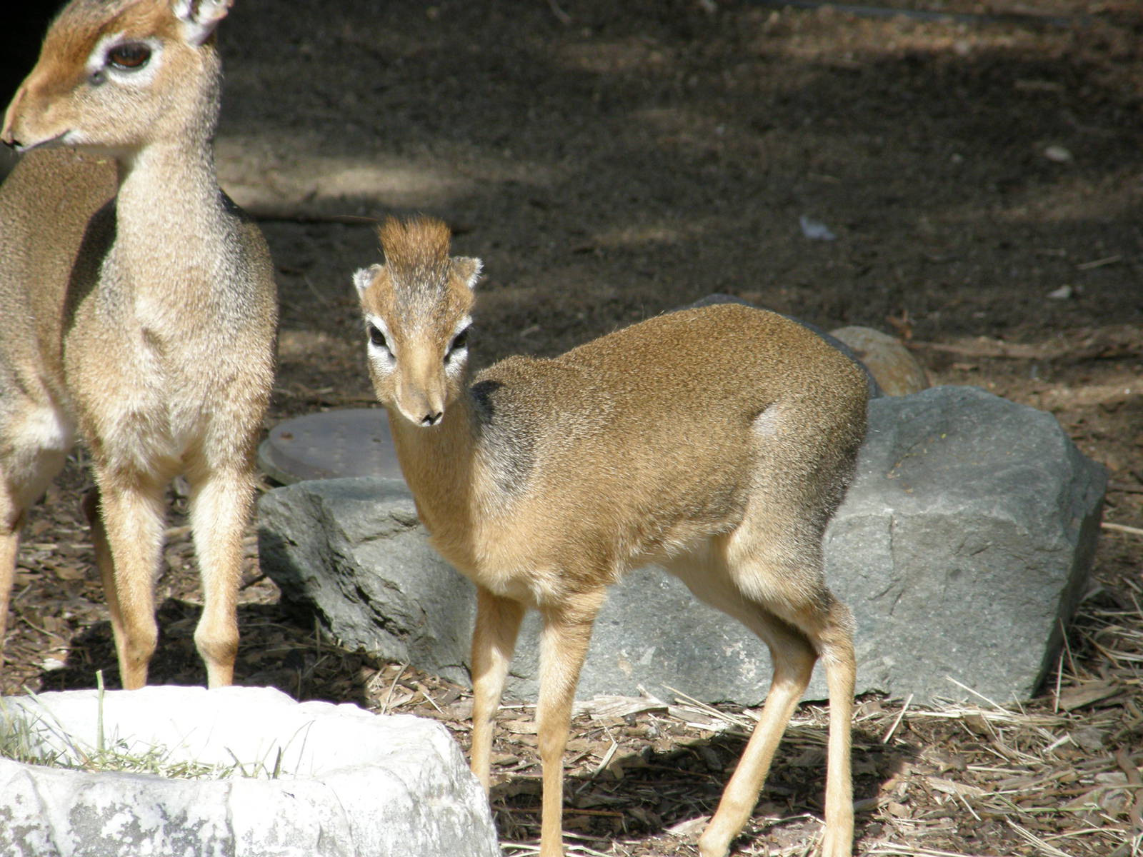 dik dik