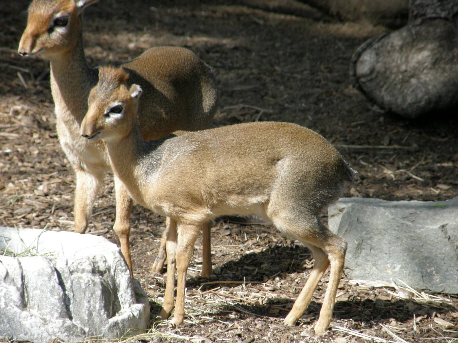 dik dik