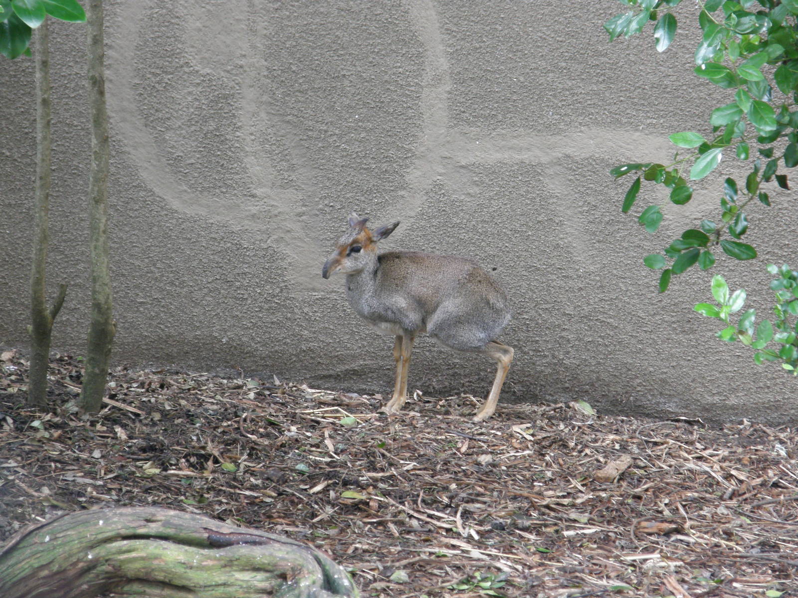 dik dik