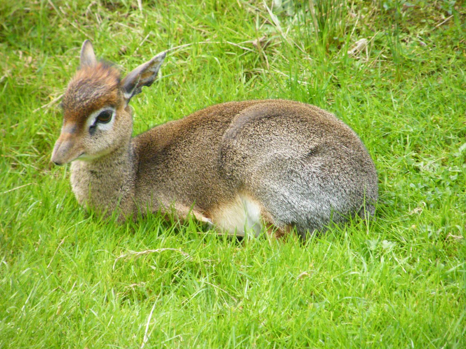 Dik-Dik