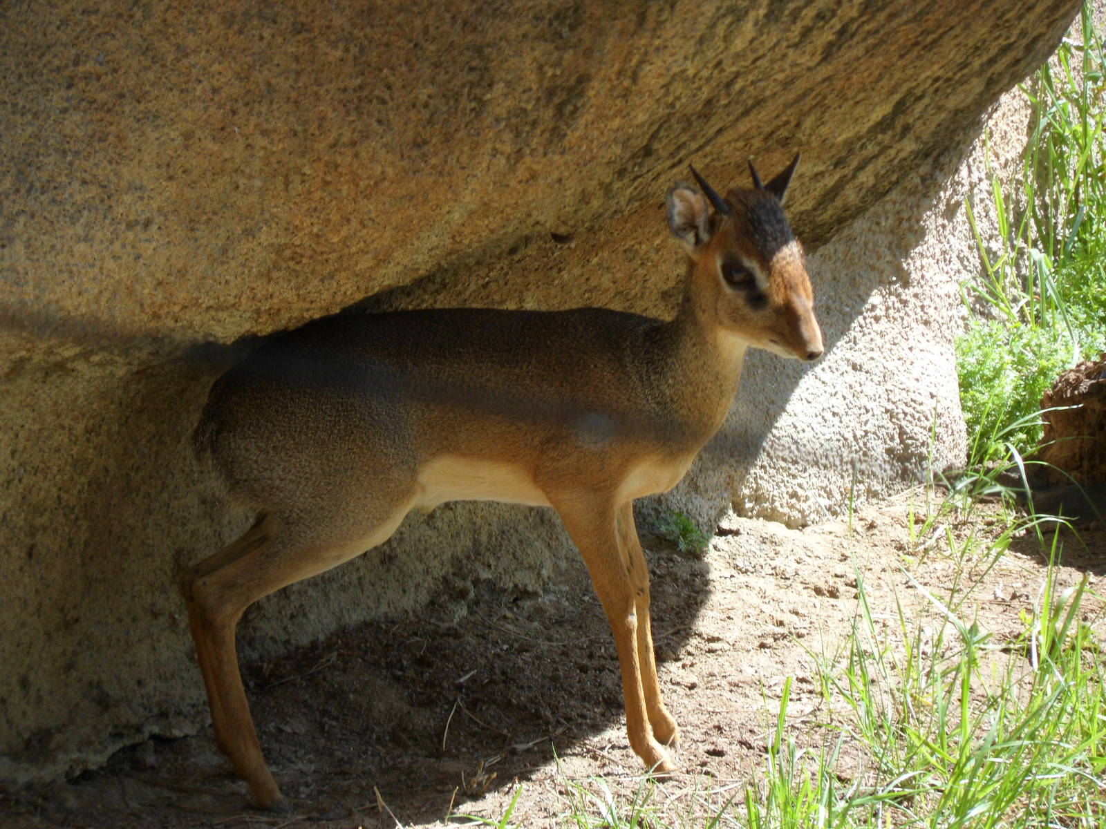 Dik-Dik
