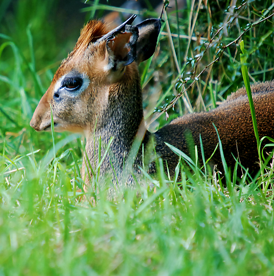 DIK DIK