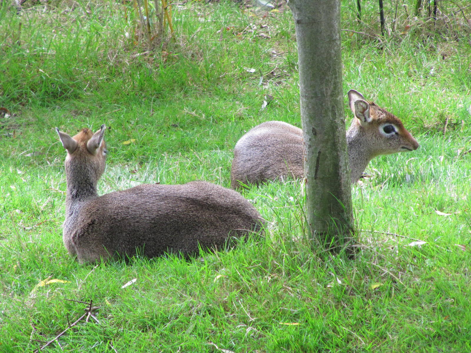 Dik-Dik