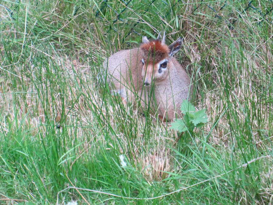 Dik-dik