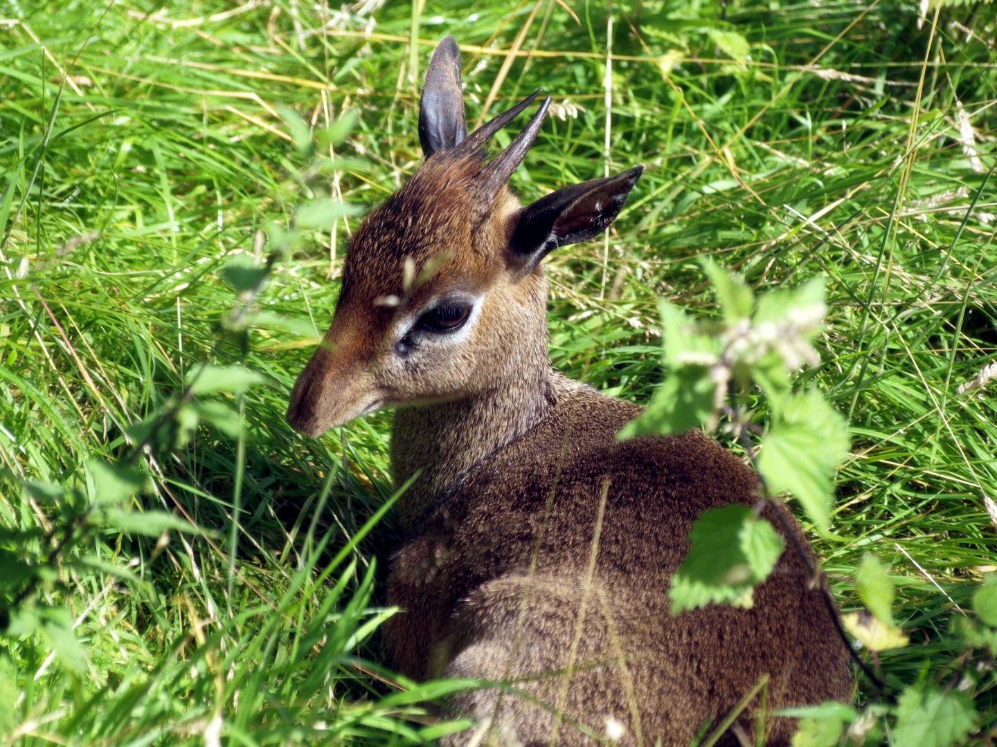 Dik dik
