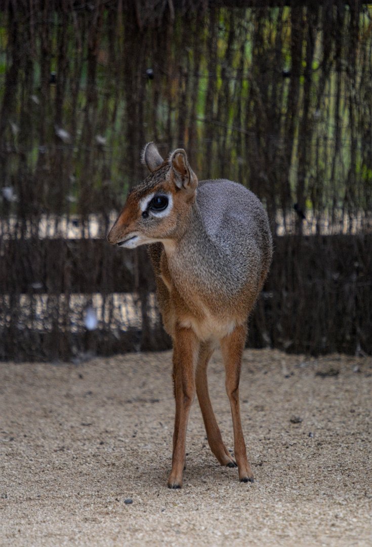 Dik Dik