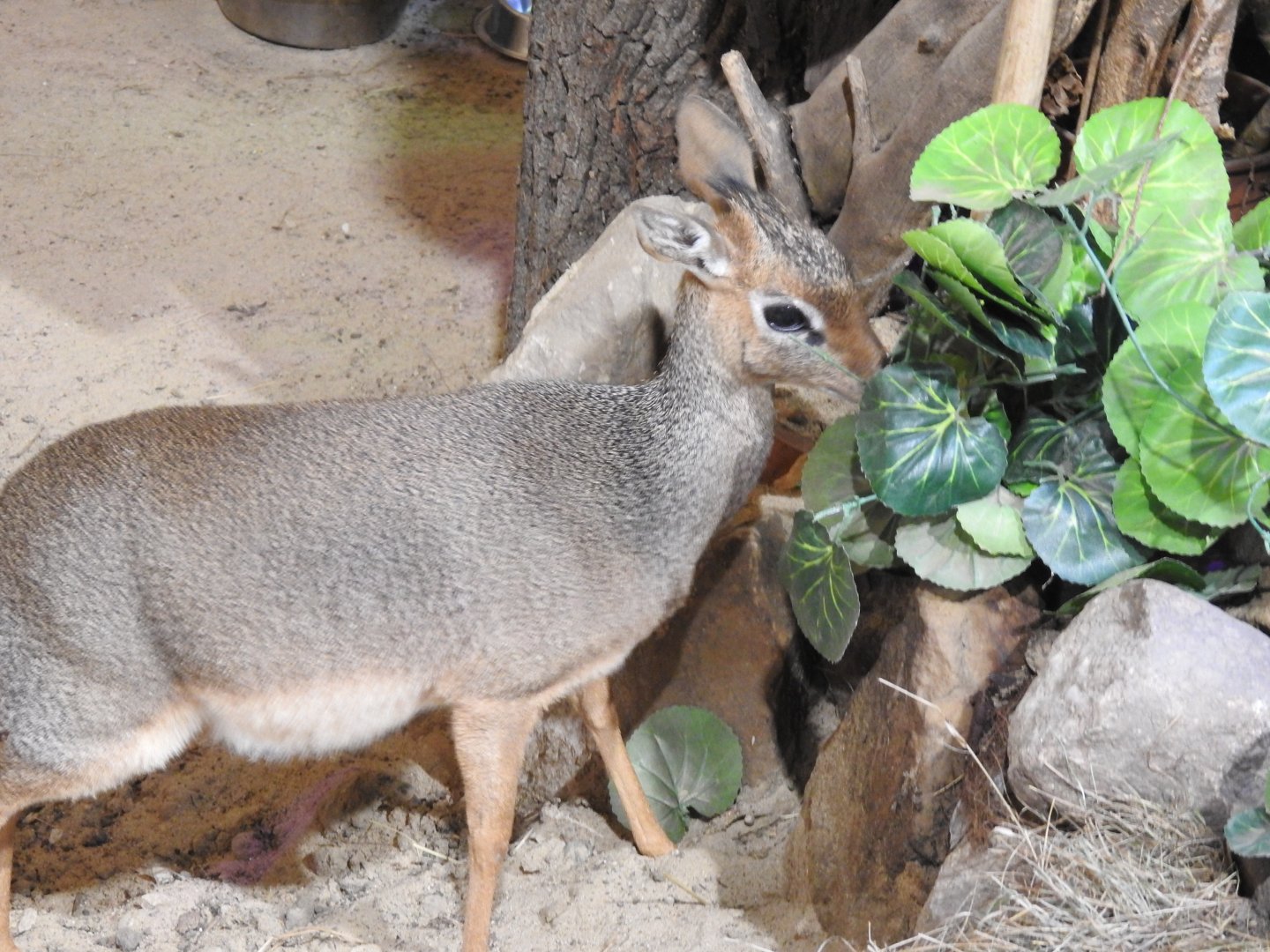 dik dik