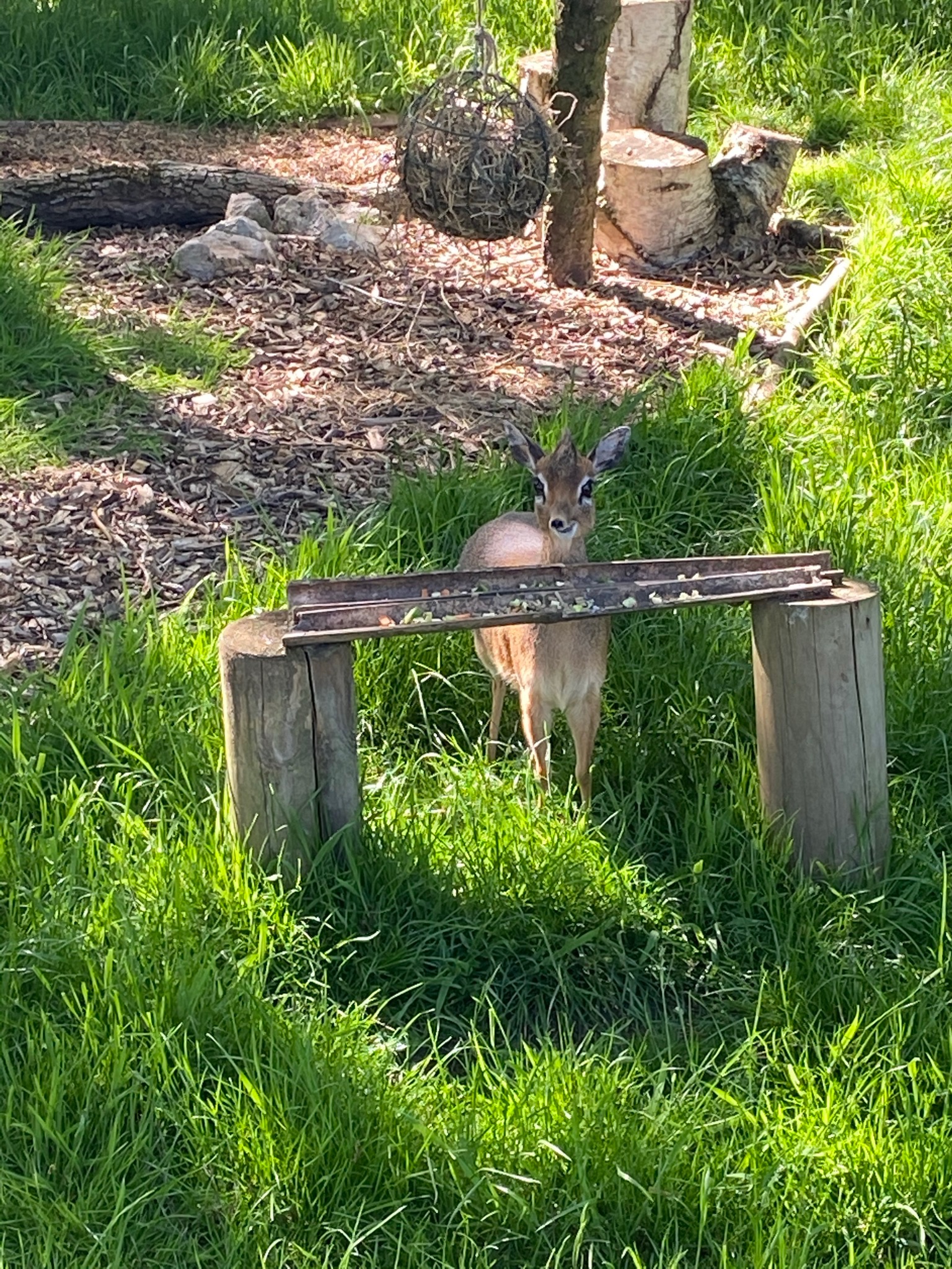Dik dik