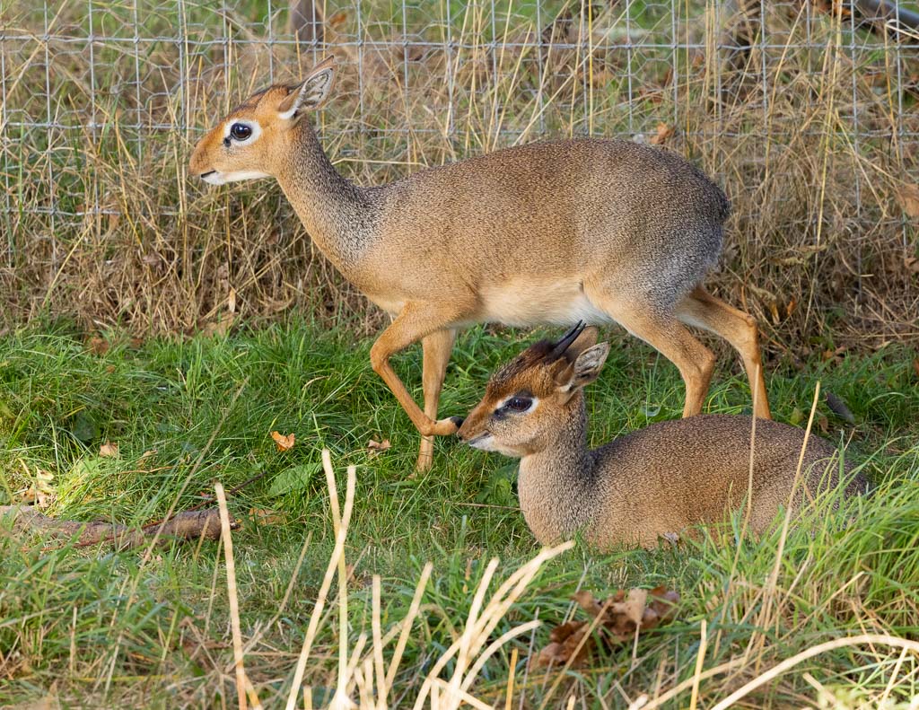 Dik Dik