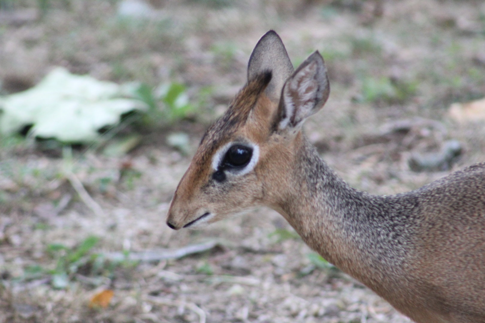 Dik-dik