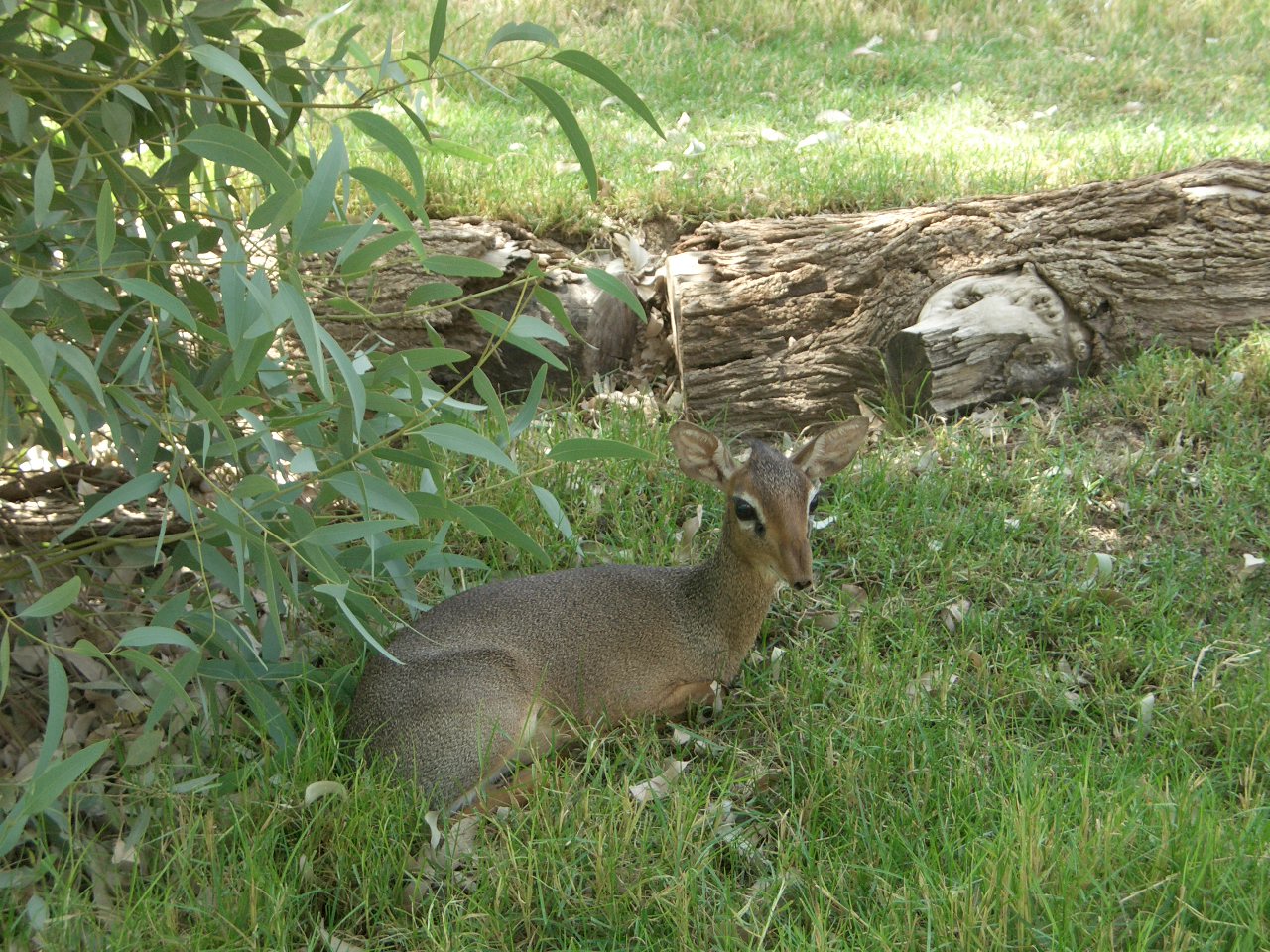 dik-dik