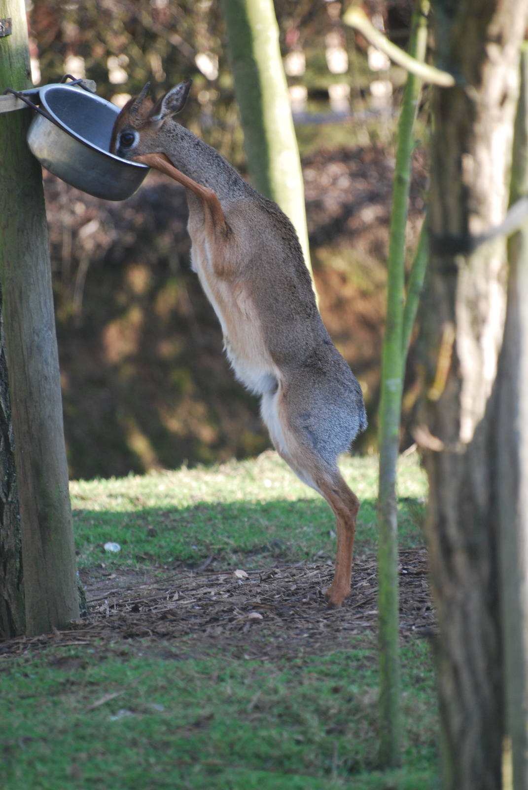 Dik-dik's impression of a gerenuk
