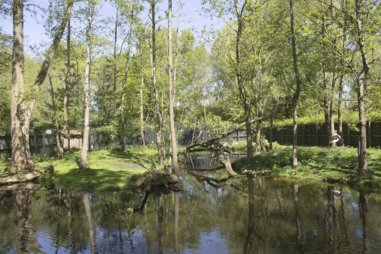 Dikdik and red panda enclosure (May 23th, 2015)