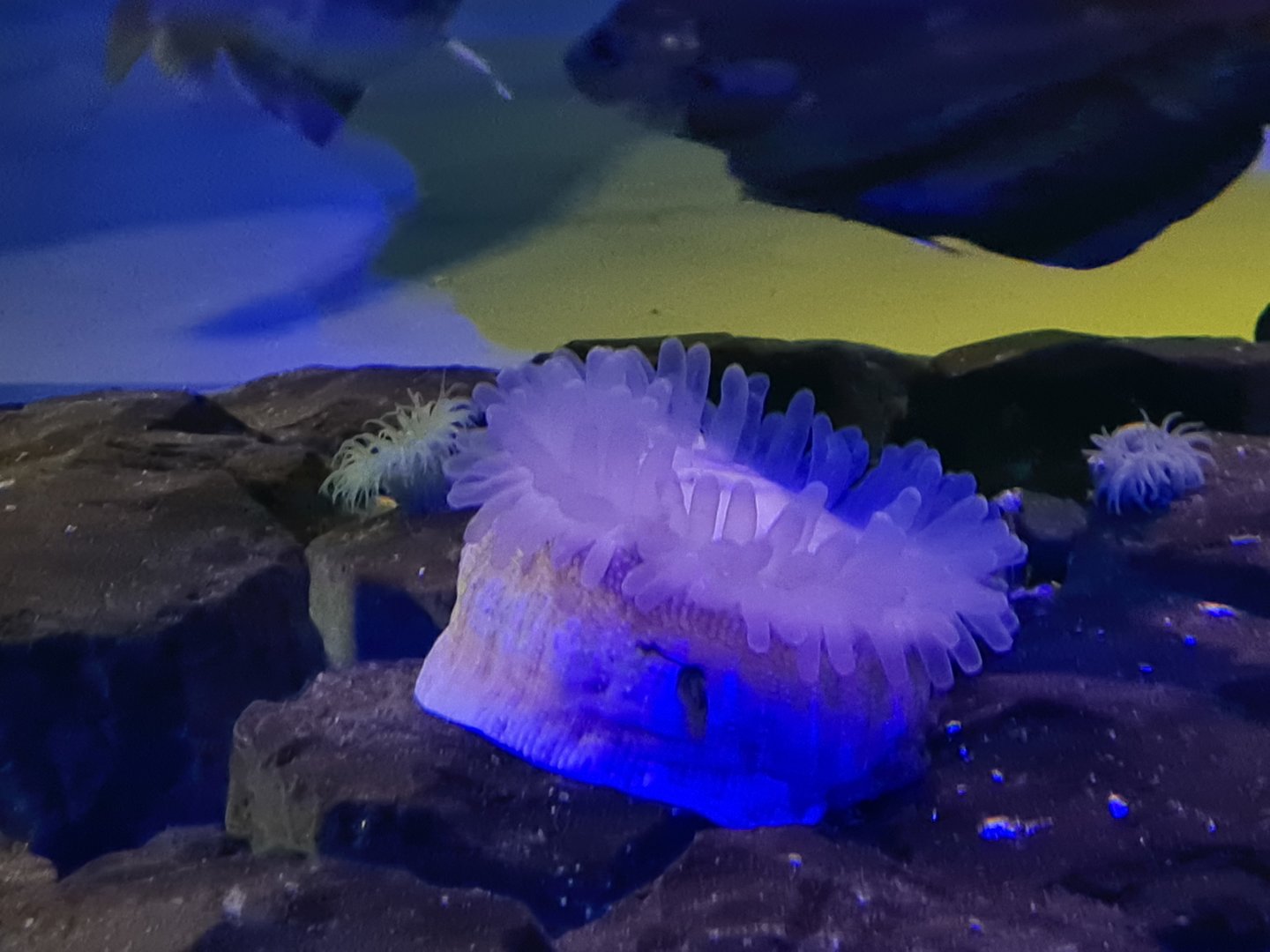 Dike tank - Dahlia anemone