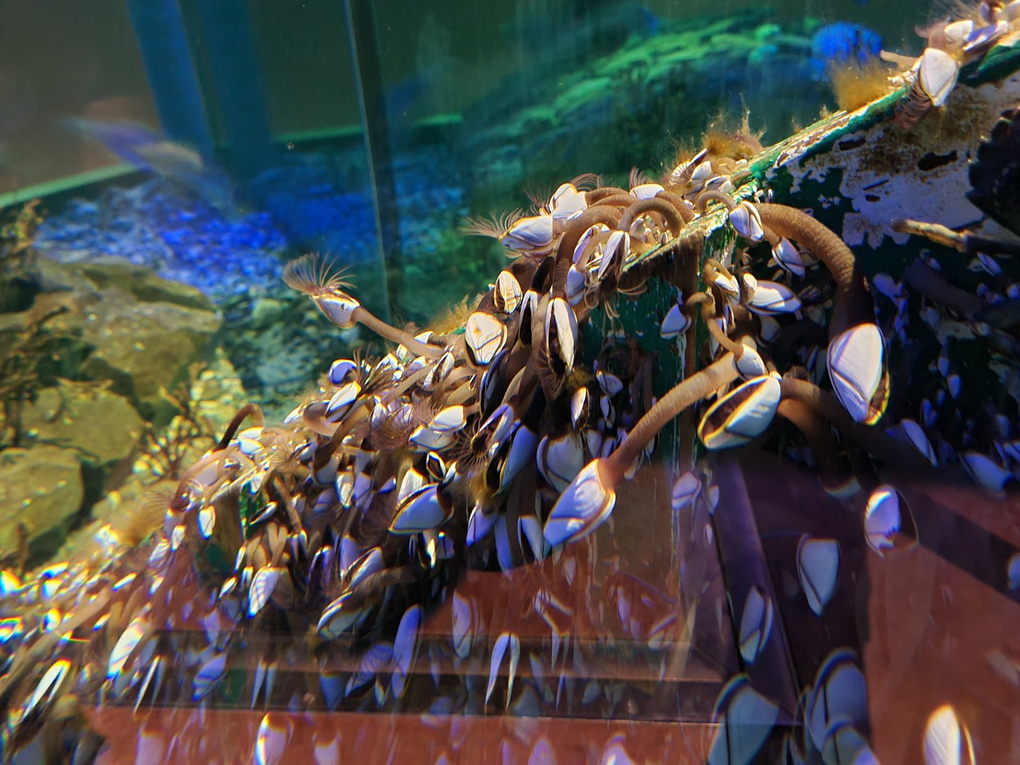 Dike tank - Pelagic gooseneck barnacle