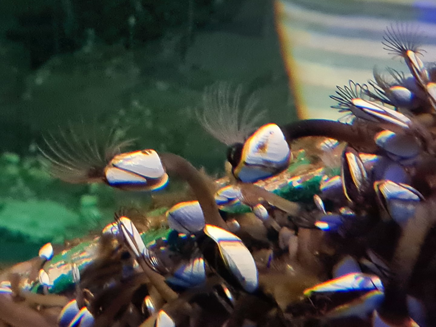 Dike tank - Pelagic gooseneck barnacle