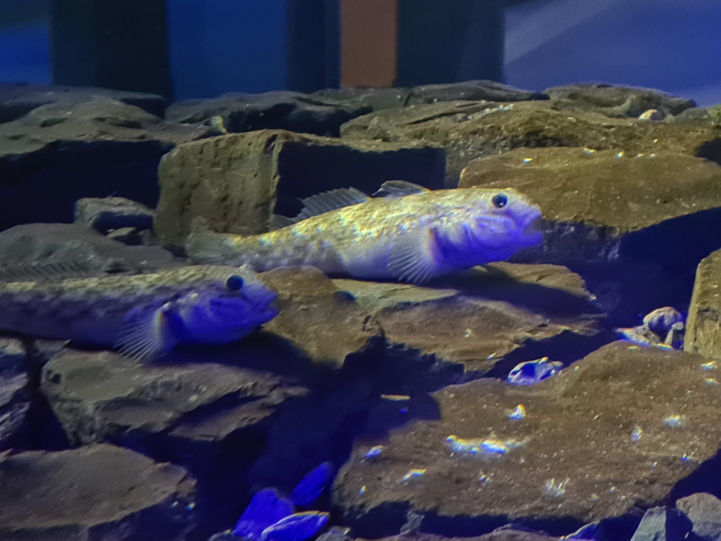 Dike tank - Round goby