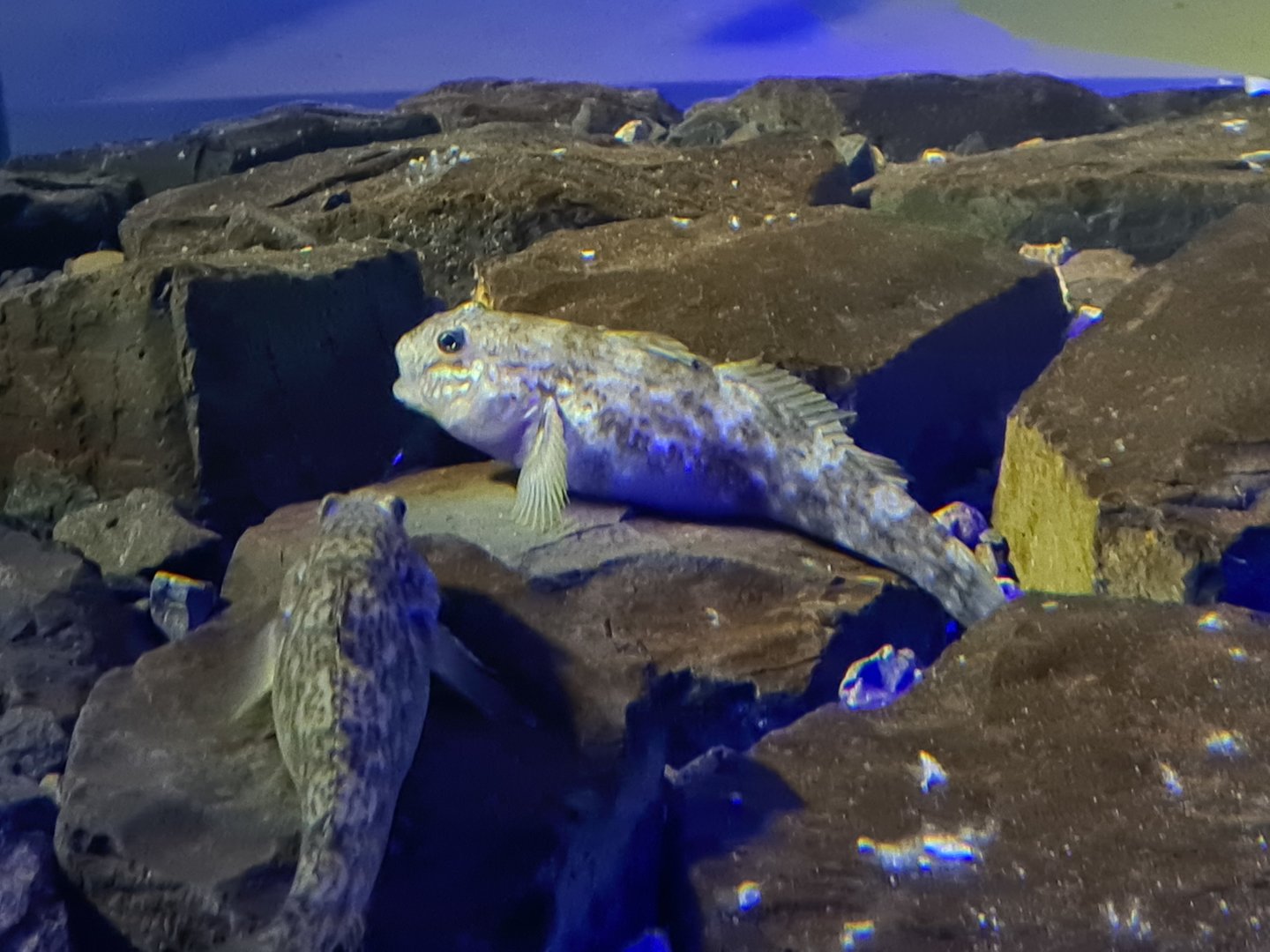 Dike tank - Round goby