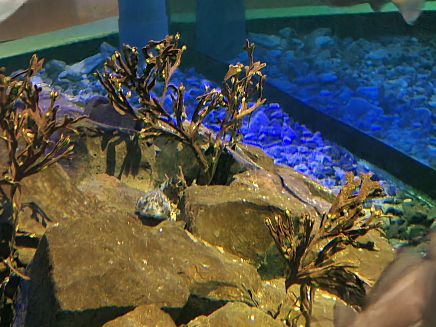 Dike tank - Shorthorn sculpin