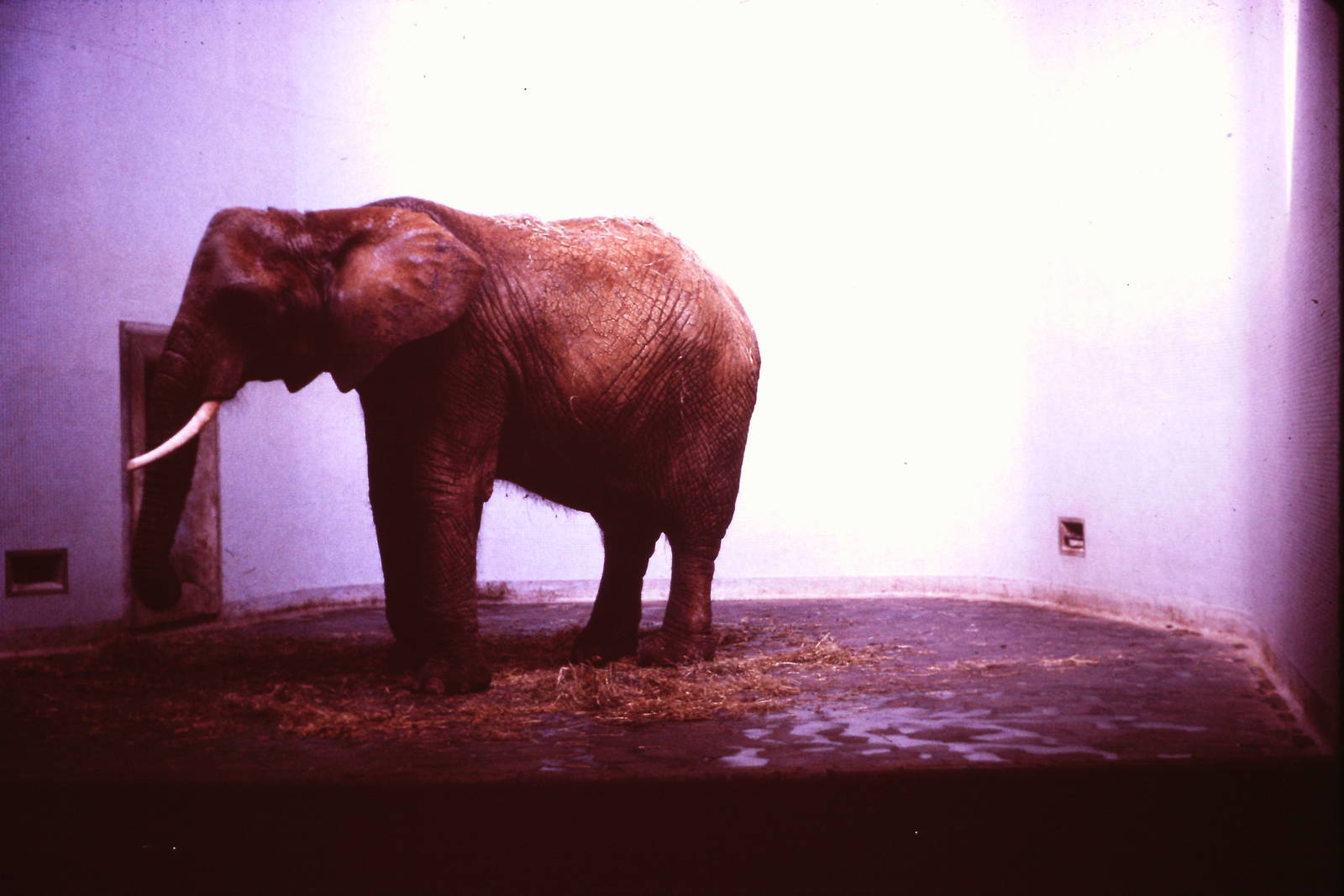 Diksie, September 1965