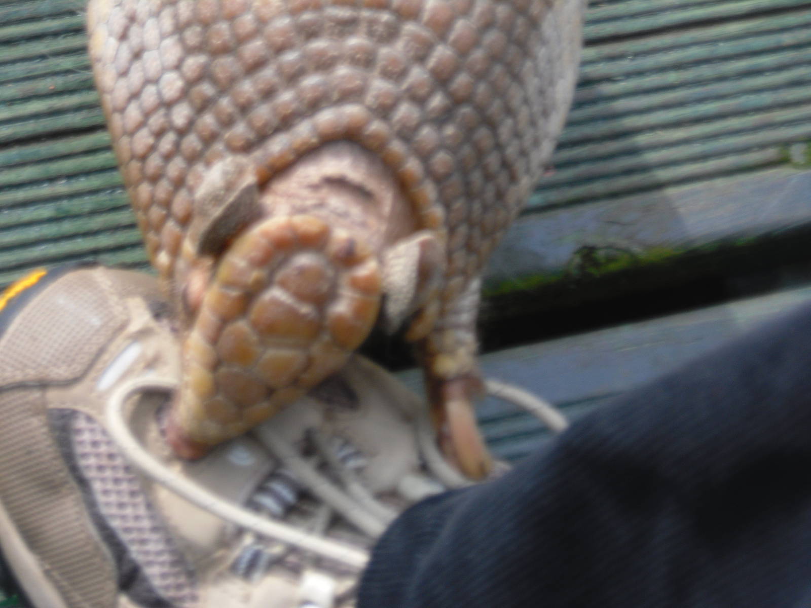 Dillan the Armadillo - Edinburgh Zoo (September 10th 2011)