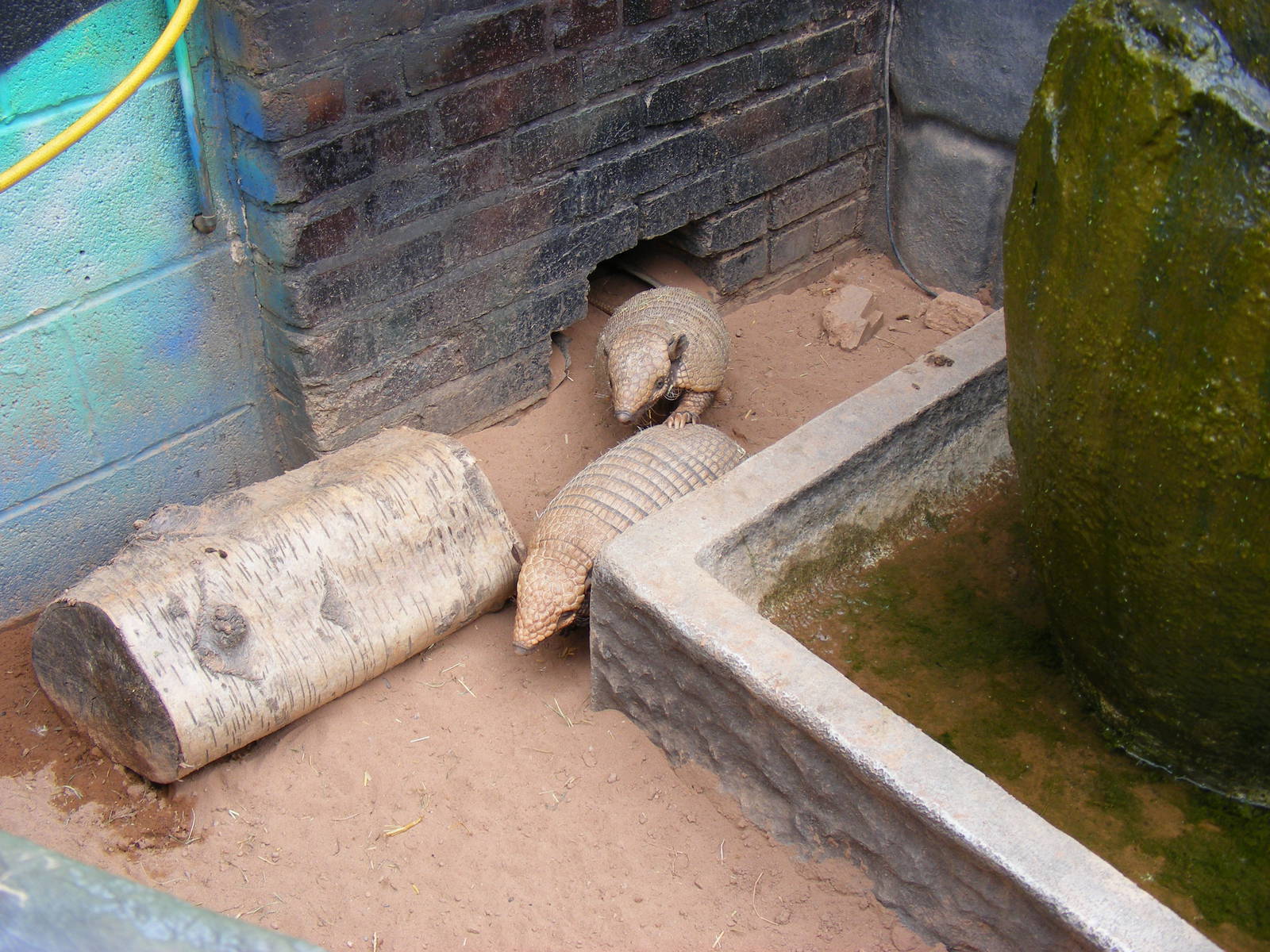 Dillon and Florence the six-banded armadilloes at Wickid Pets - Animal Adve