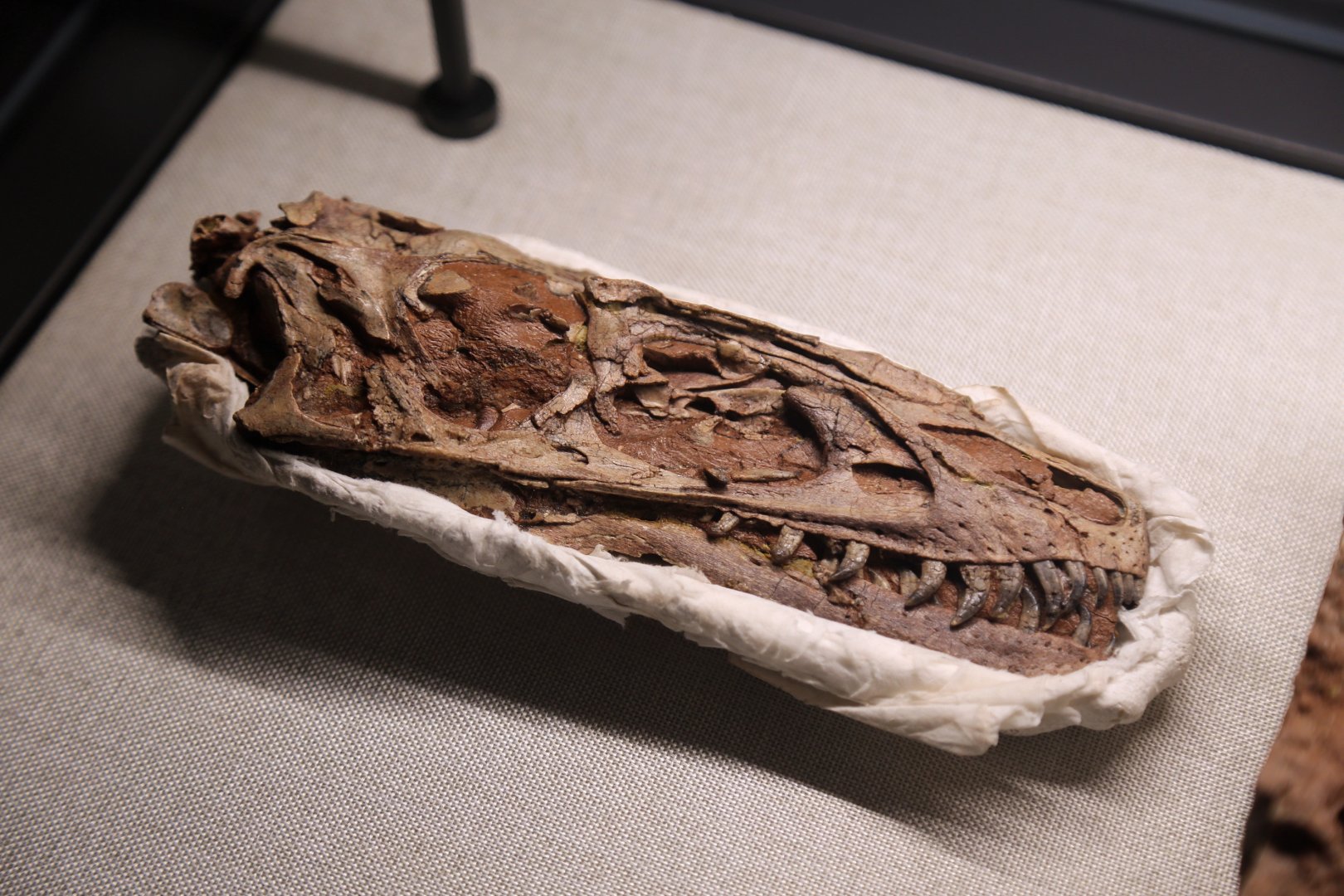 Dilong paradoxus Skull, Holotype (IVPP V14243)