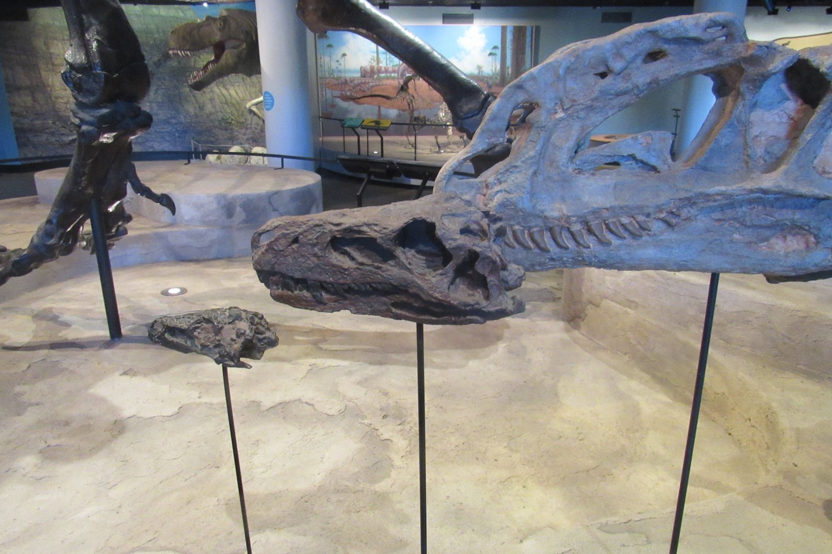 dilophosaurus, herrerasaurus, and eoraptor skulls