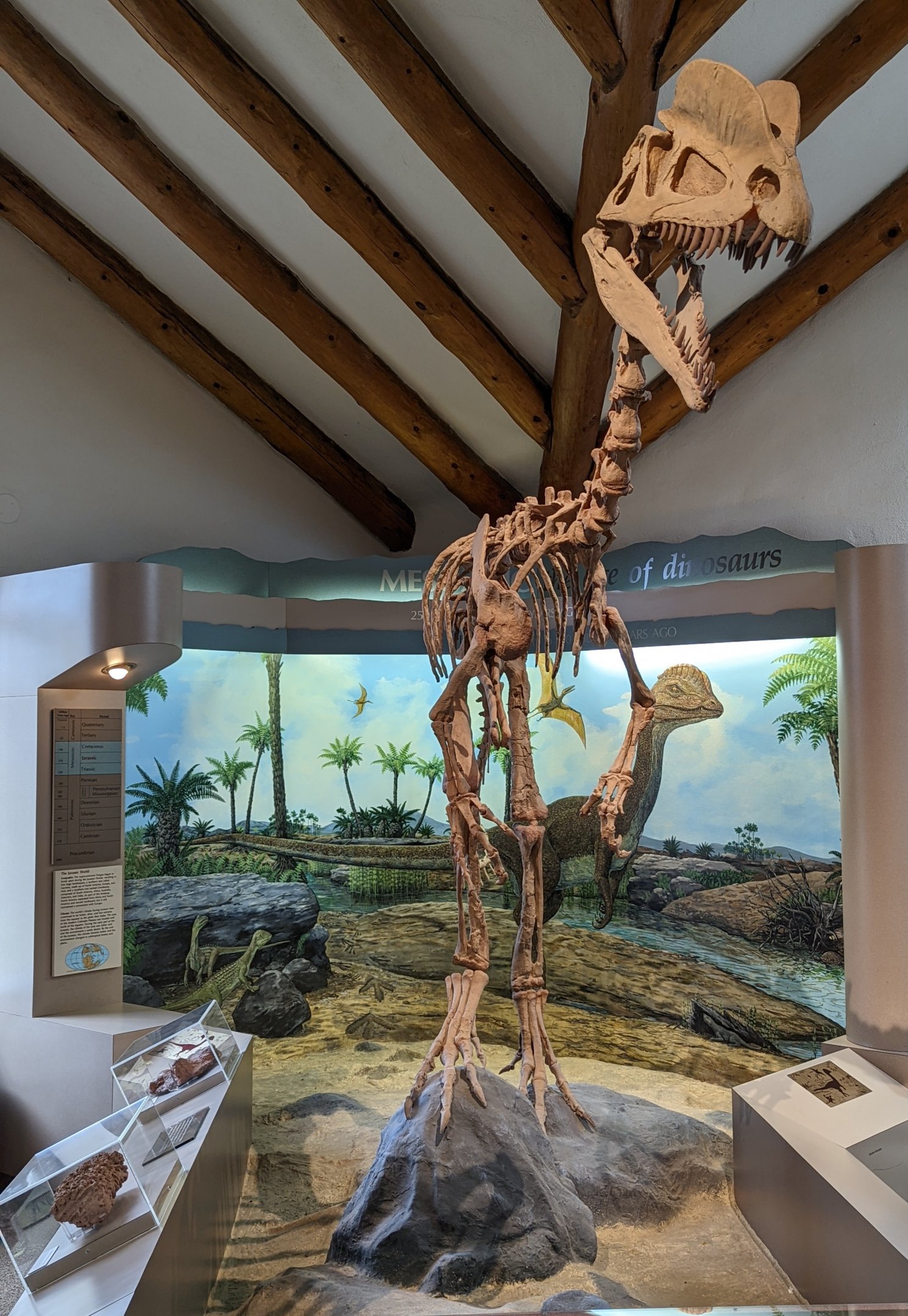 Dilophosaurus wetherilli cast skeleton