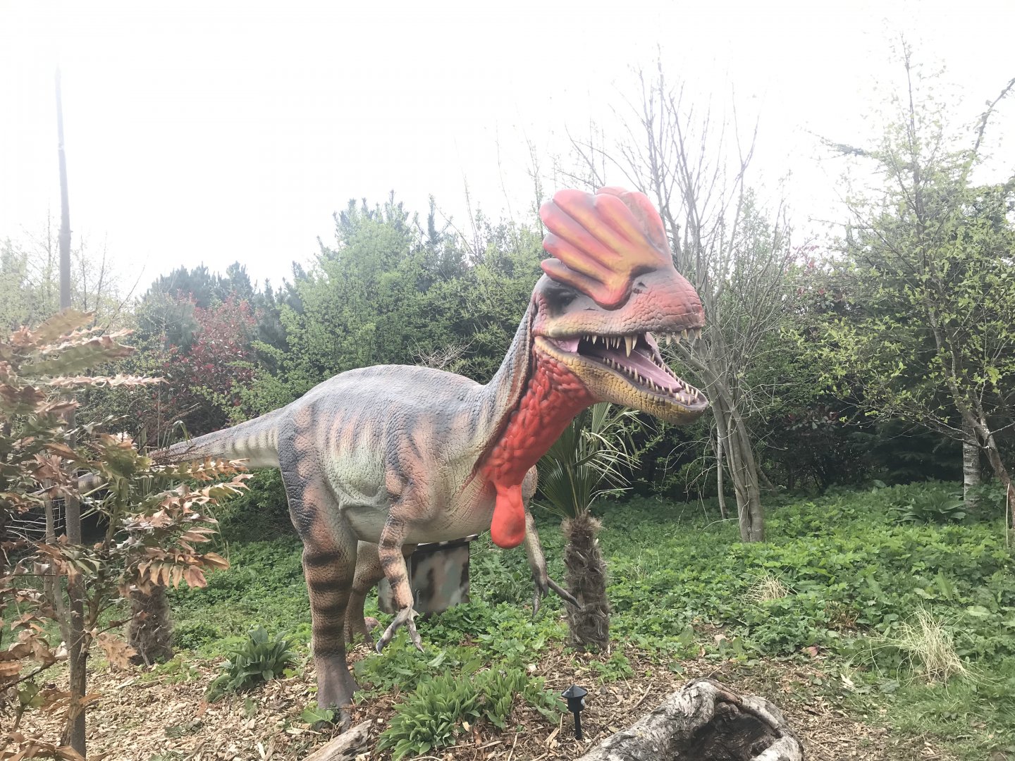 Dilophosaurus