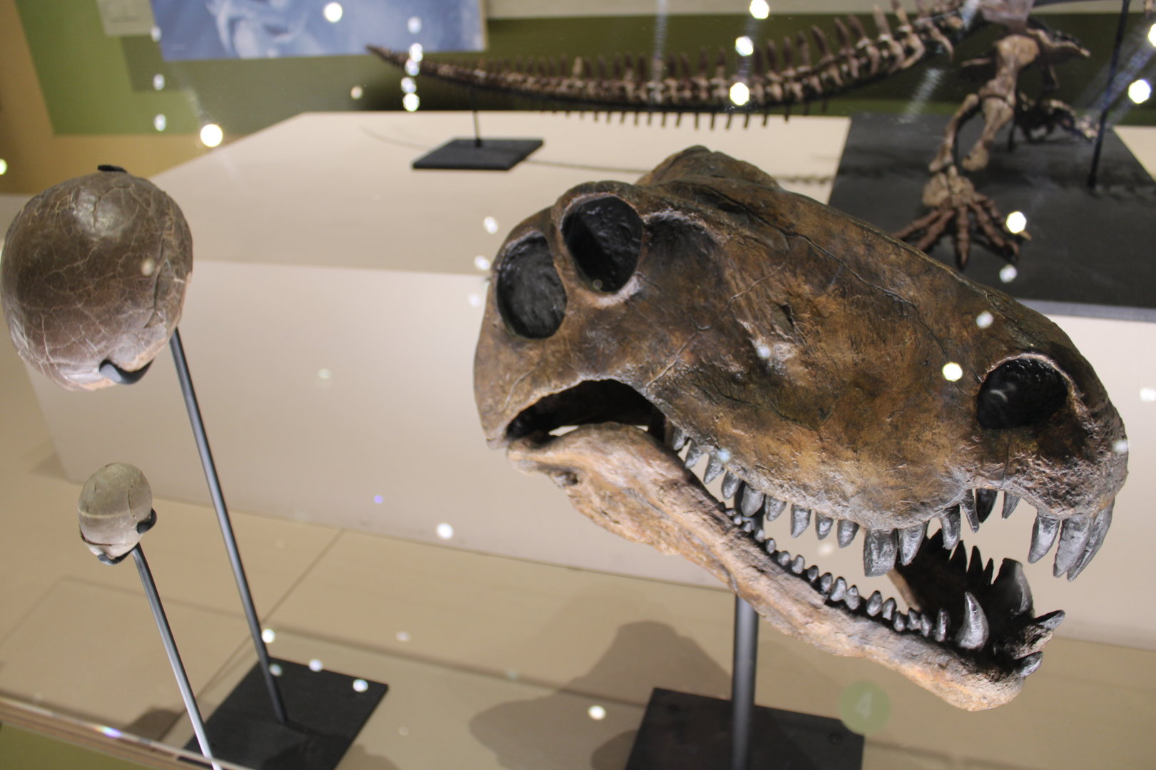 Dimetrodon Skull (D. grandis)