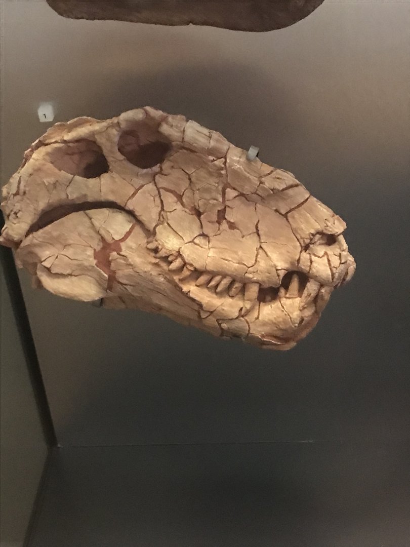 Dimetrodon skull