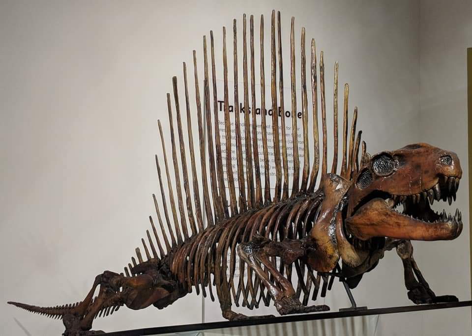 Dimetrodon