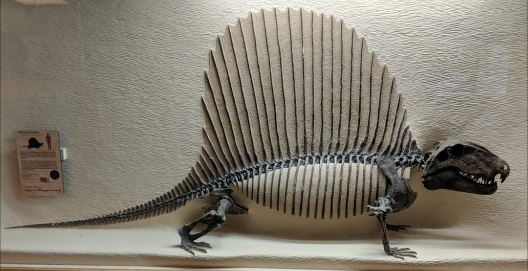 Dimetrodon