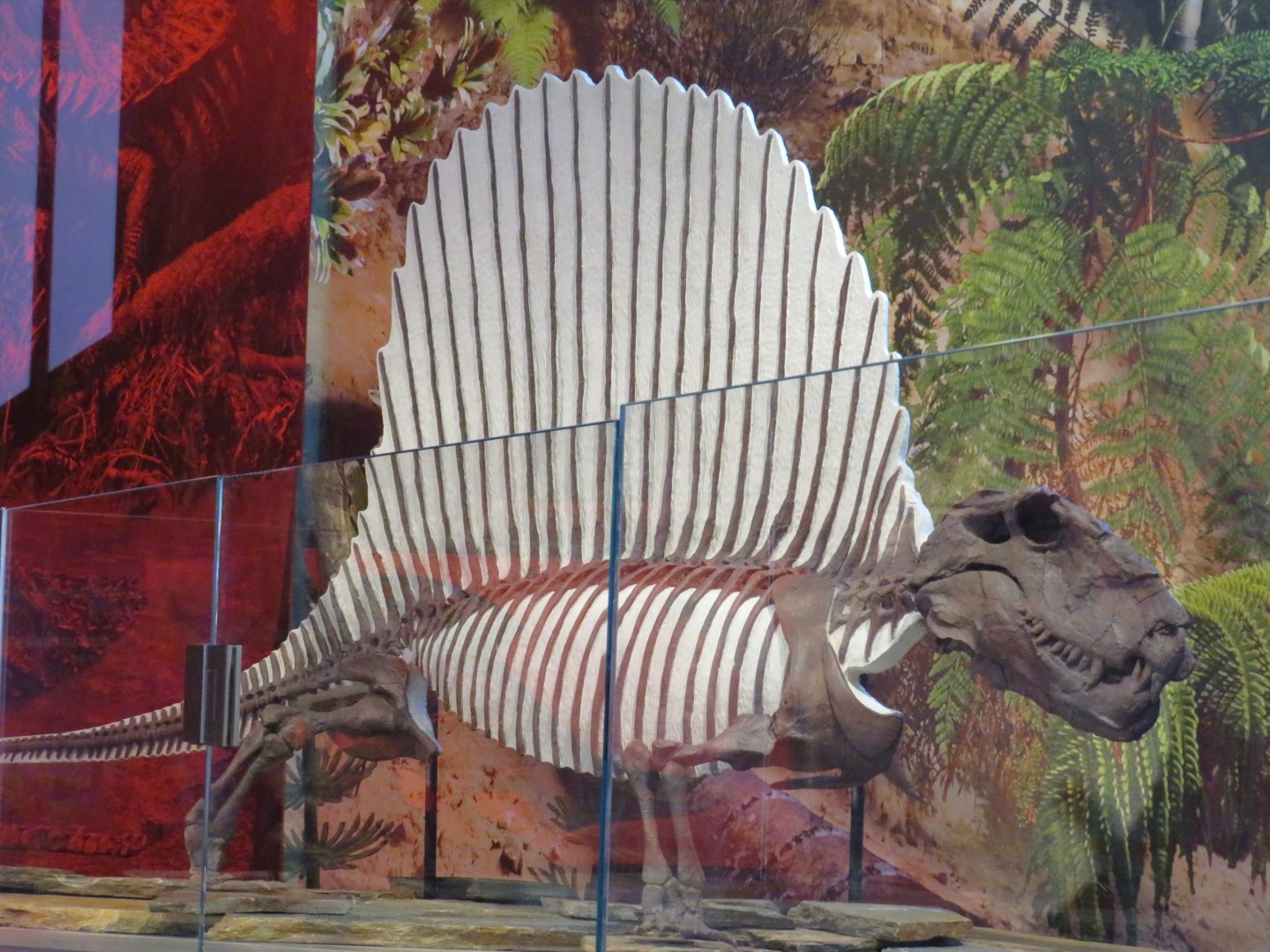 Dimetrodon