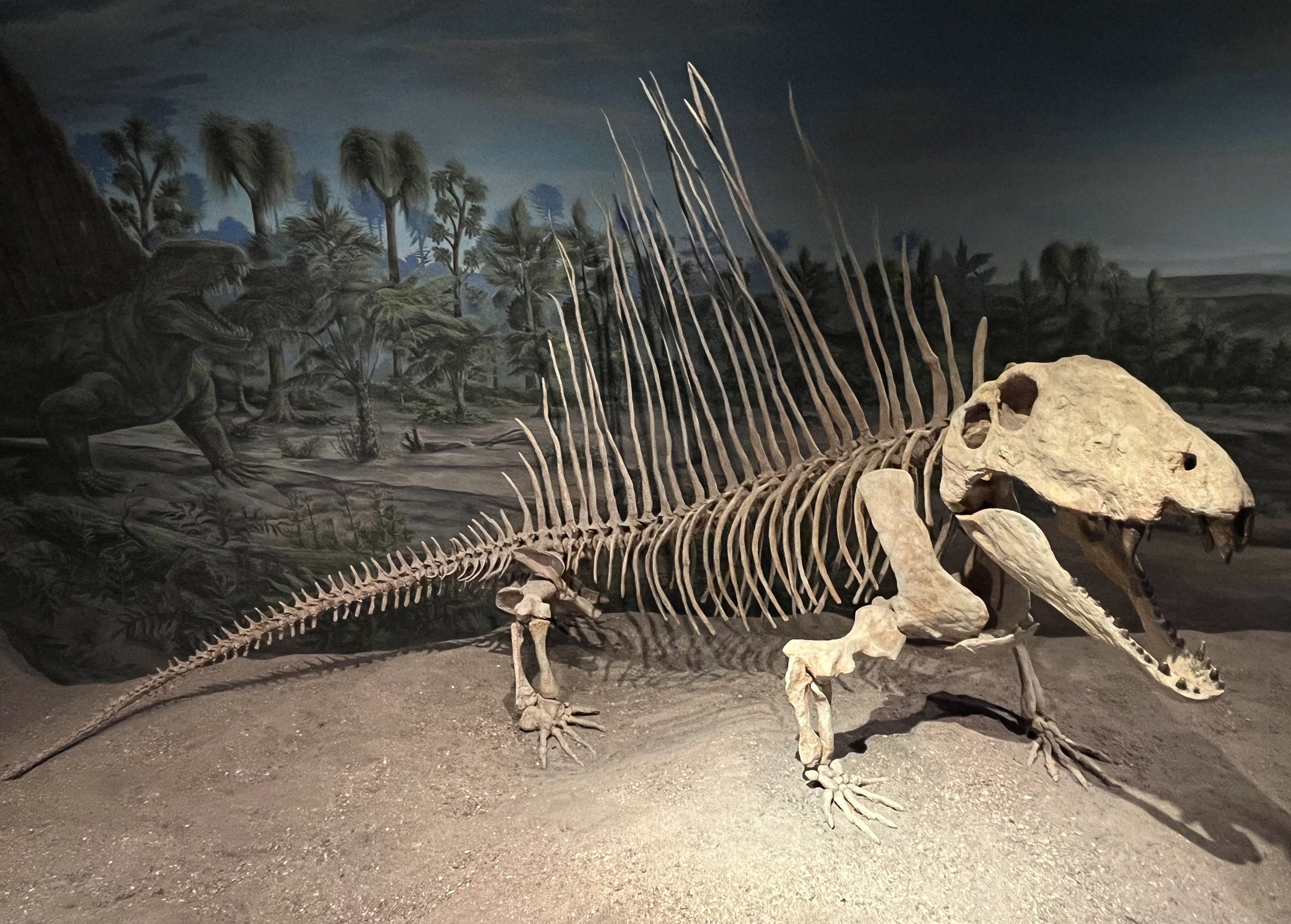 Dimetrodon