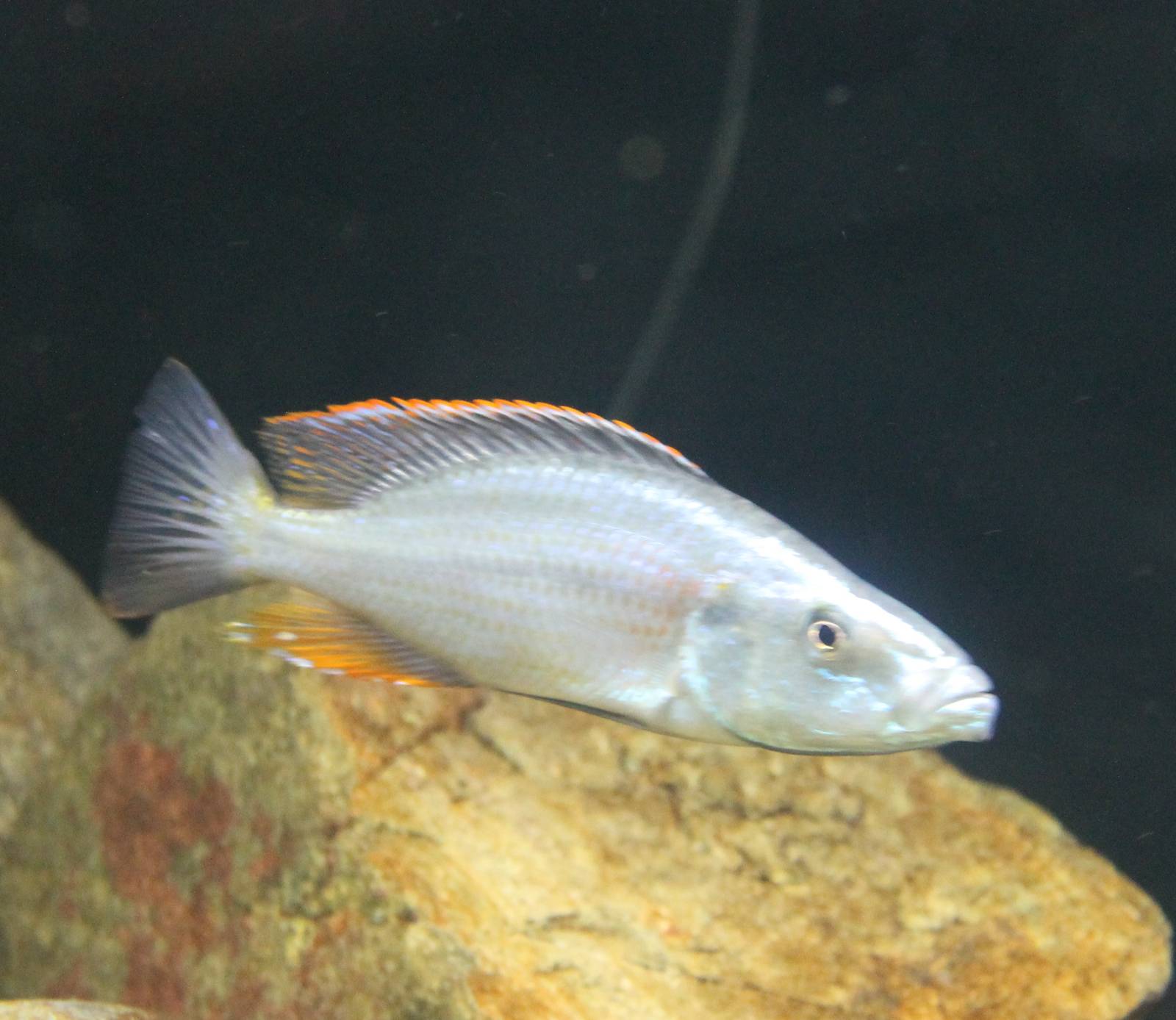 Dimidiochromis compressiceps male